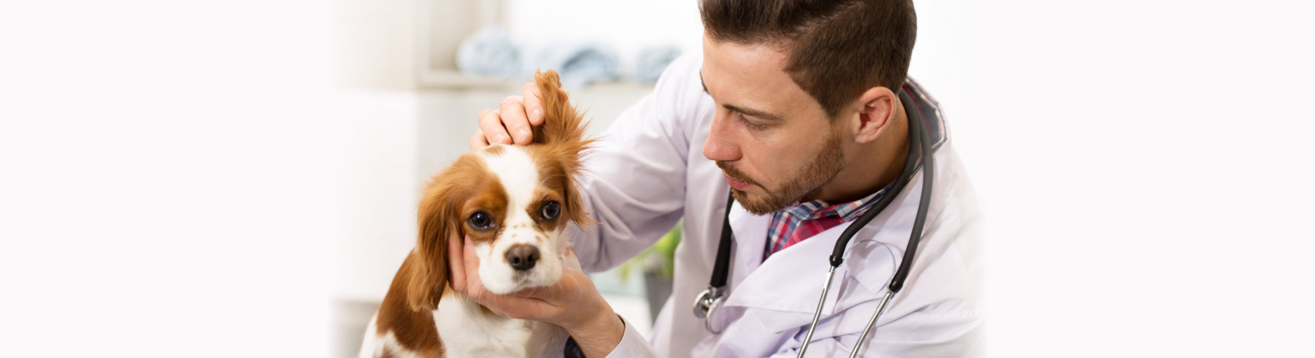 veterinarian working at his office examining ears of an adorable fluffy spaniel puppy